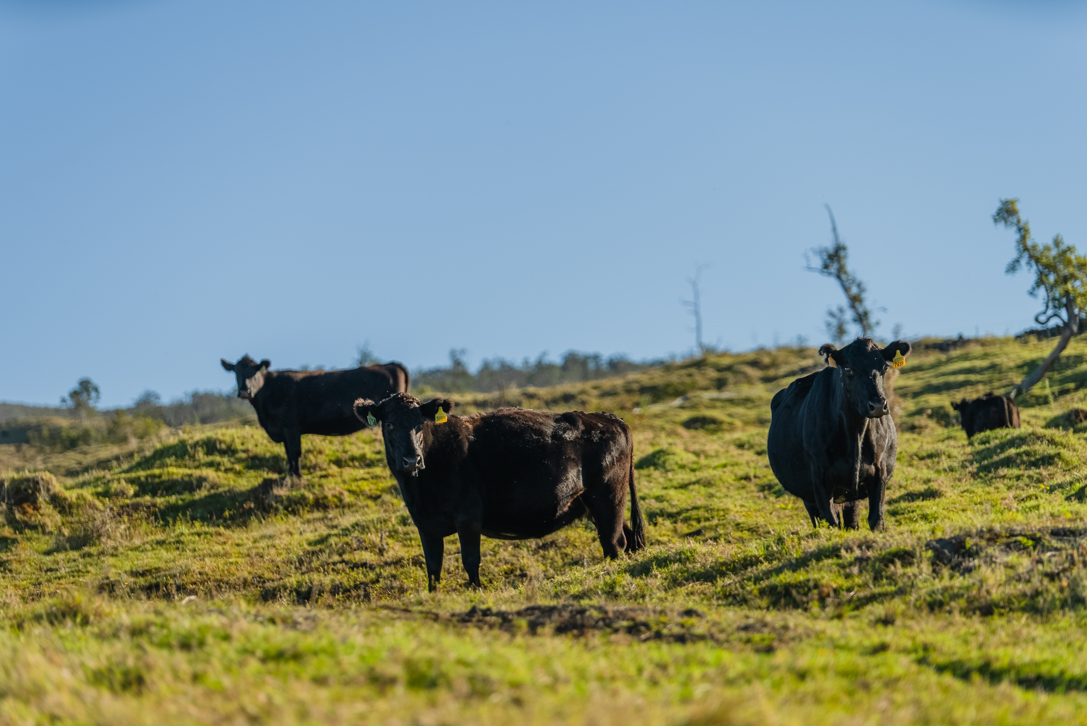 Cornell University College of Agriculture and Life Sciences Study Aims to Prove Effectiveness of Seaweed Oil Extract for Livestock Methane Reduction